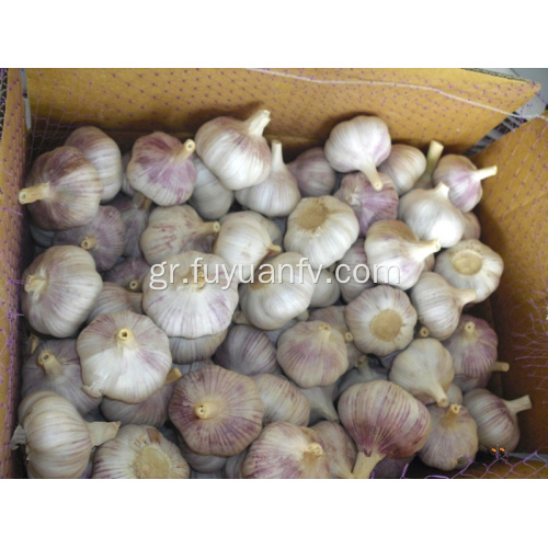 Κανονικό λευκό σκόρδο 5,5 εκατοστά από jinxiang